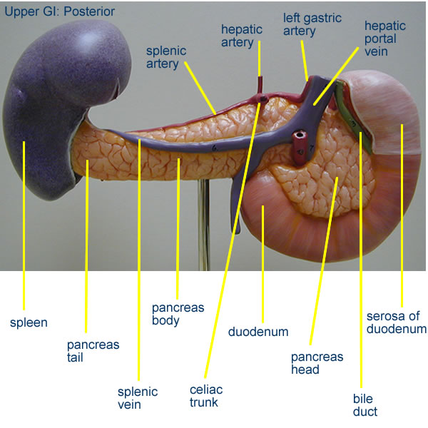 Biology 2404 A&P Basics
